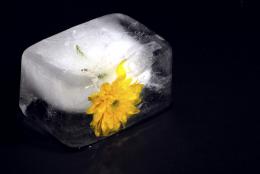 IcedFlower